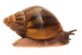 Achatina achatin achatina Ghana typ 1d juvenil